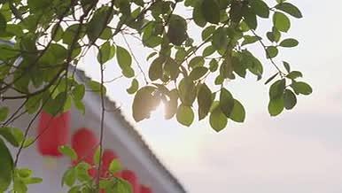 黄昏时刻太阳透过树叶照射的阳光视频的预览图
